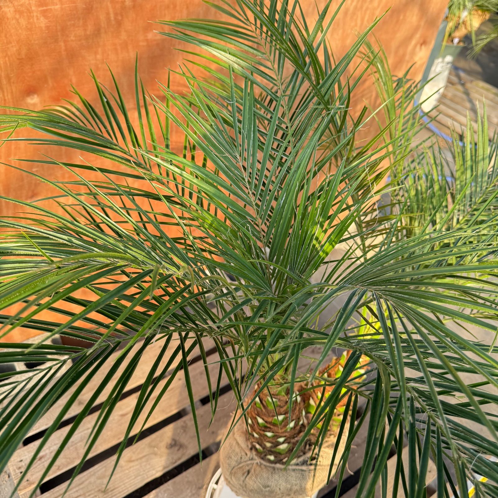 限定株】フェニックス・ロベレニー🌴 2本立ち 希少な極太幹✨ 葉先約