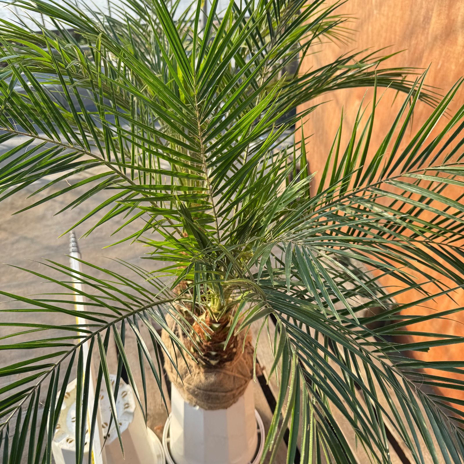 限定株】フェニックス・ロベレニー🌴 2本立ち 希少な極太幹✨ 葉先約