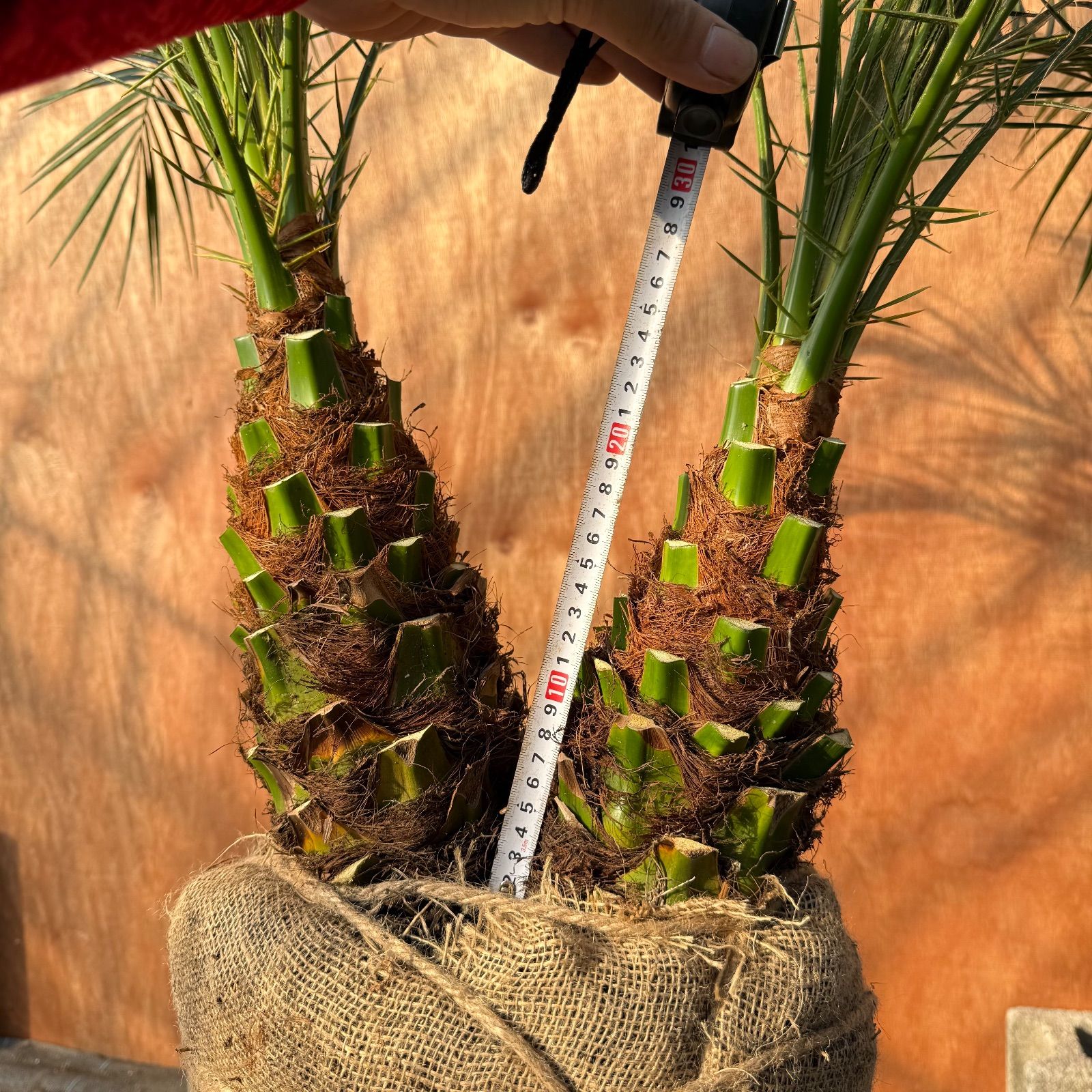 限定株】フェニックス・ロベレニー🌴 2本立ち 希少な極太幹✨ 葉先約