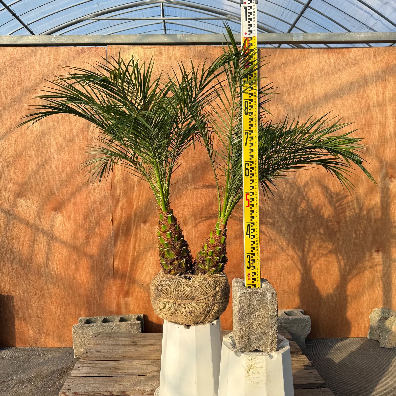 限定株】フェニックス・ロベレニー🌴 2本立ち 希少な極太幹✨ 葉先約