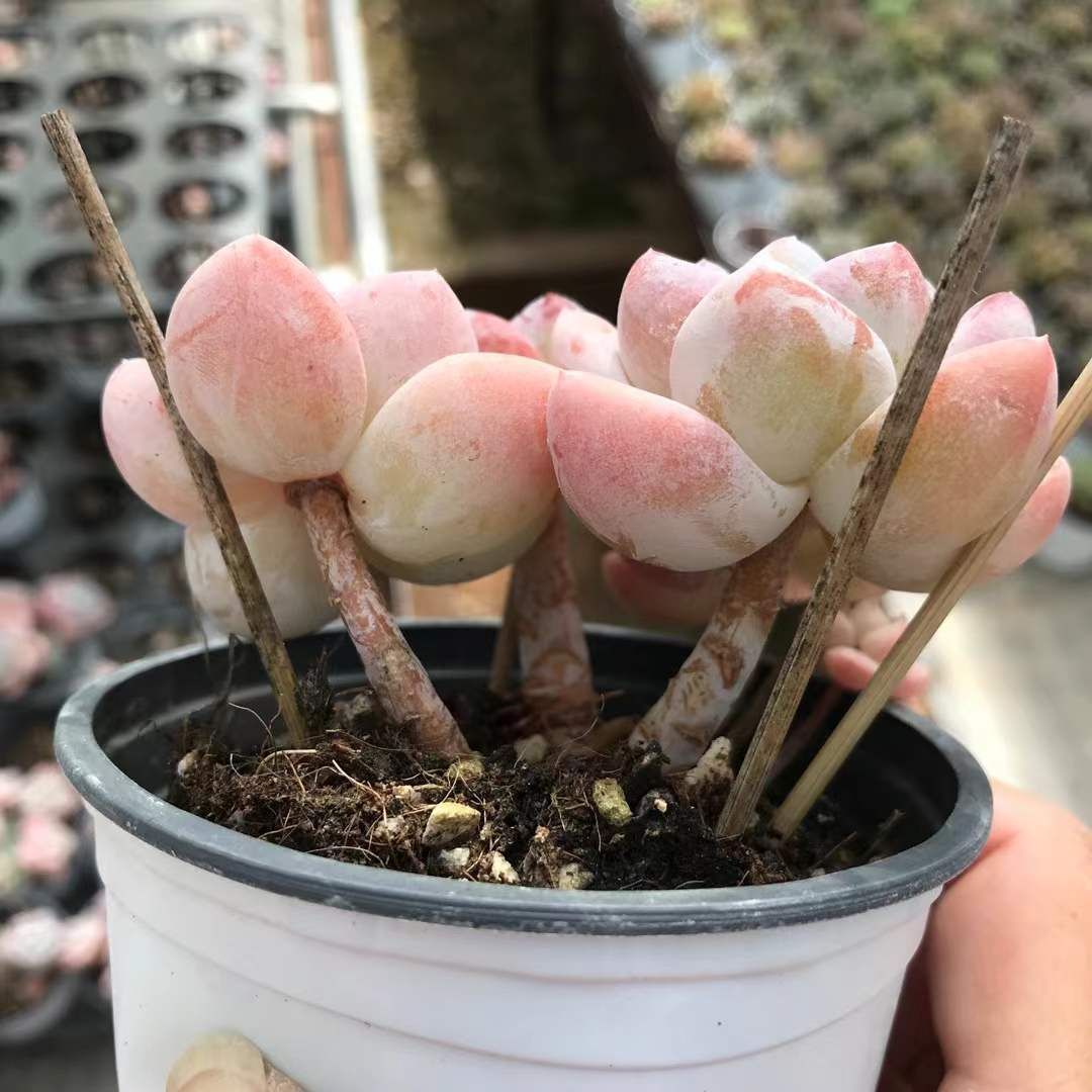 18株の抜き苗セット】アイスグリーン4頭 多肉植物 佐川急便発送