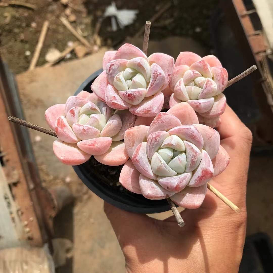 18株の抜き苗セット】アイスグリーン4頭 多肉植物 佐川急便発送