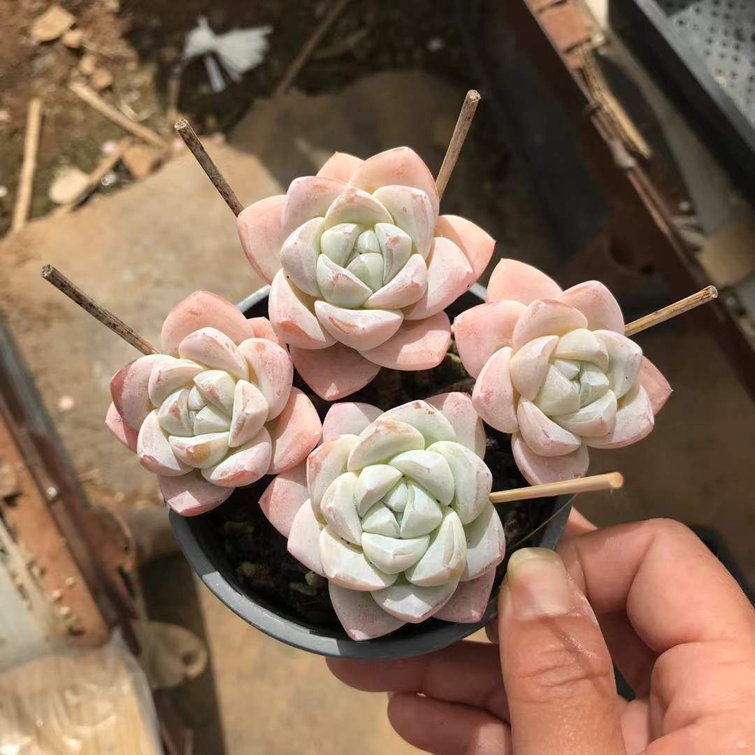 18株の抜き苗セット】アイスグリーン4頭 多肉植物 佐川急便発送