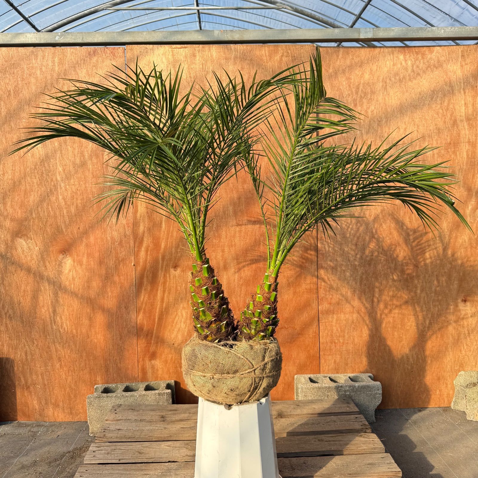 限定株】フェニックス・ロベレニー🌴 2本立ち 希少な極太幹✨ 葉先約