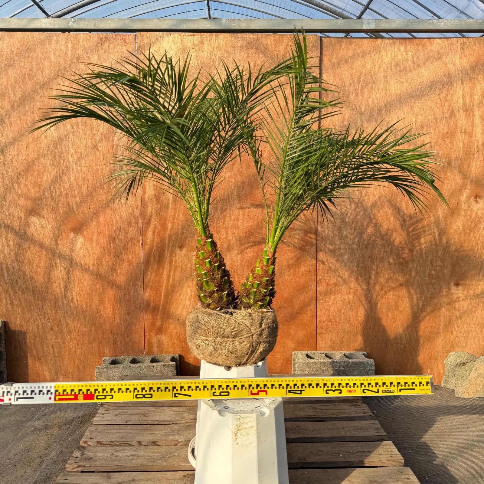 限定株】フェニックス・ロベレニー🌴 2本立ち 希少な極太幹✨ 葉先約