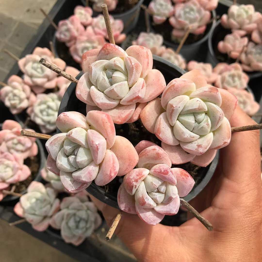 18株の抜き苗セット】アイスグリーン4頭 多肉植物 佐川急便発送