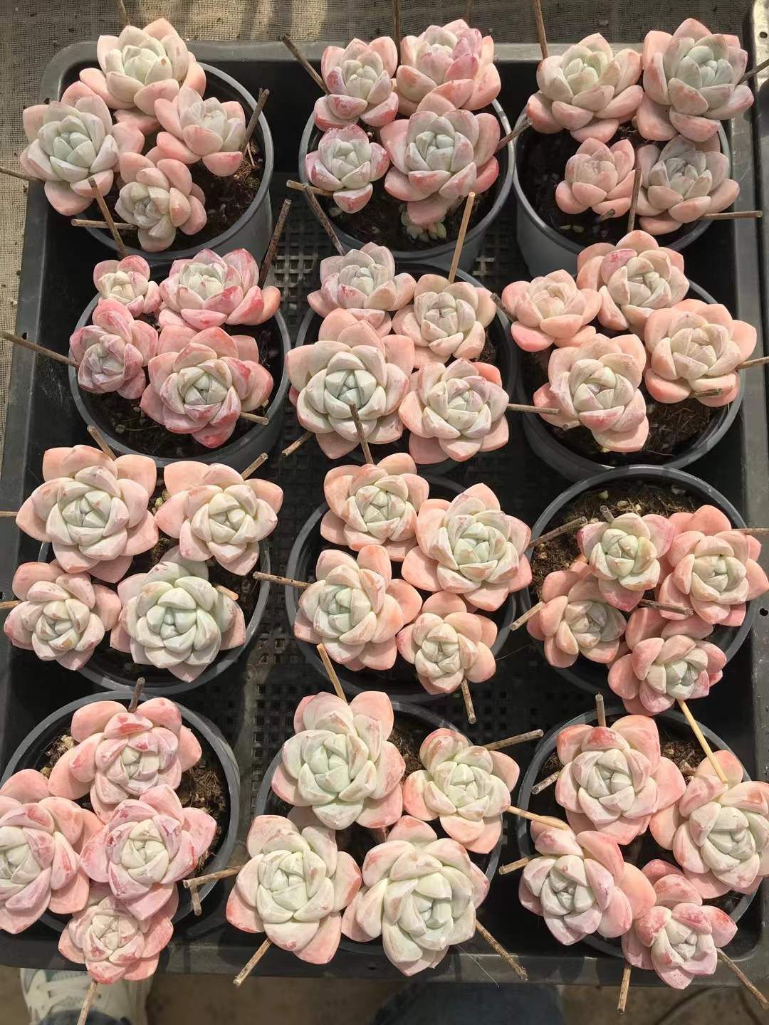 18株の抜き苗セット】アイスグリーン4頭 多肉植物 佐川急便発送