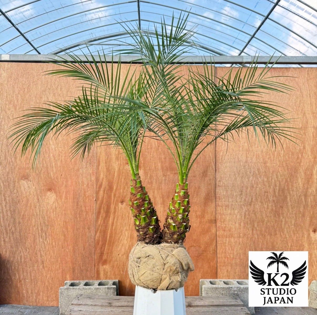 限定株】フェニックス・ロベレニー🌴 2本立ち 希少な極太幹✨ 葉先約