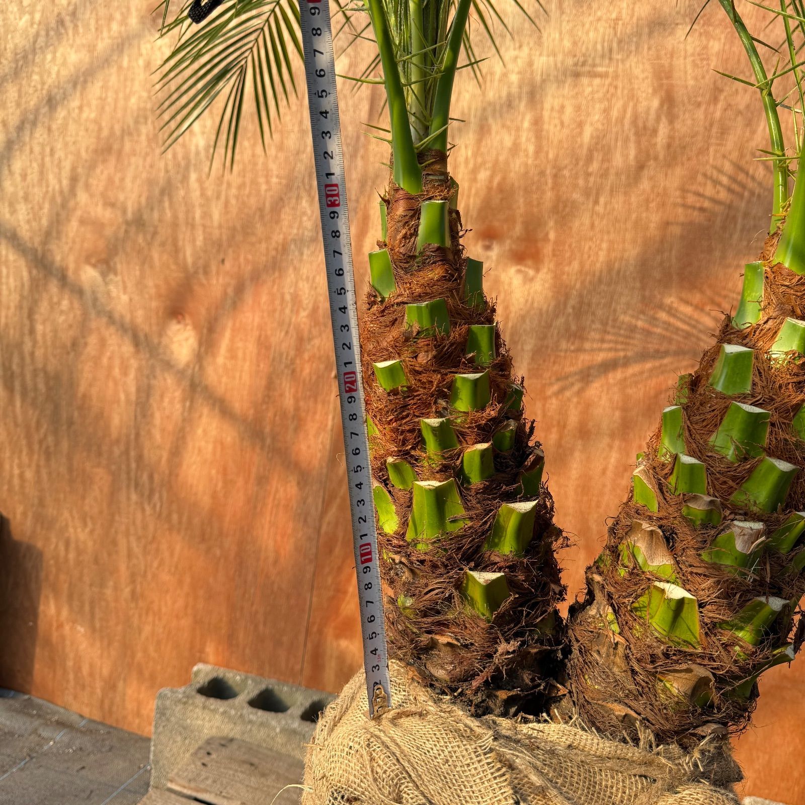 限定株】フェニックス・ロベレニー🌴 2本立ち 希少な極太幹✨ 葉先約