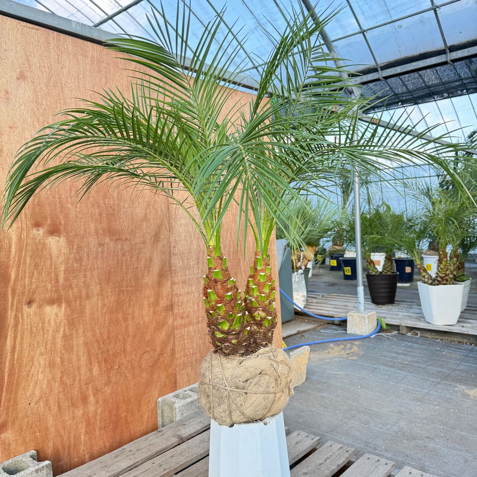 限定株】フェニックス・ロベレニー🌴 2本立ち 希少な極太幹✨ 葉先約