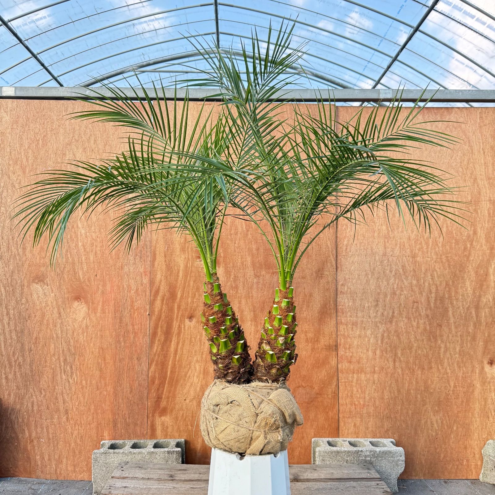 限定株】フェニックス・ロベレニー🌴 2本立ち 希少な極太幹✨ 葉先約