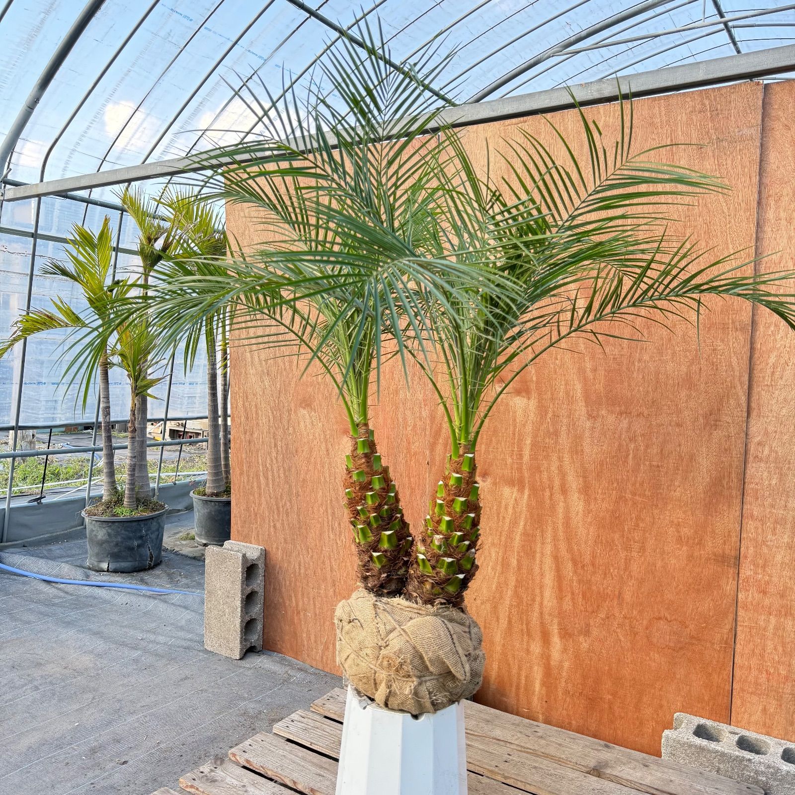 限定株】フェニックス・ロベレニー🌴 2本立ち 希少な極太幹✨ 葉先約