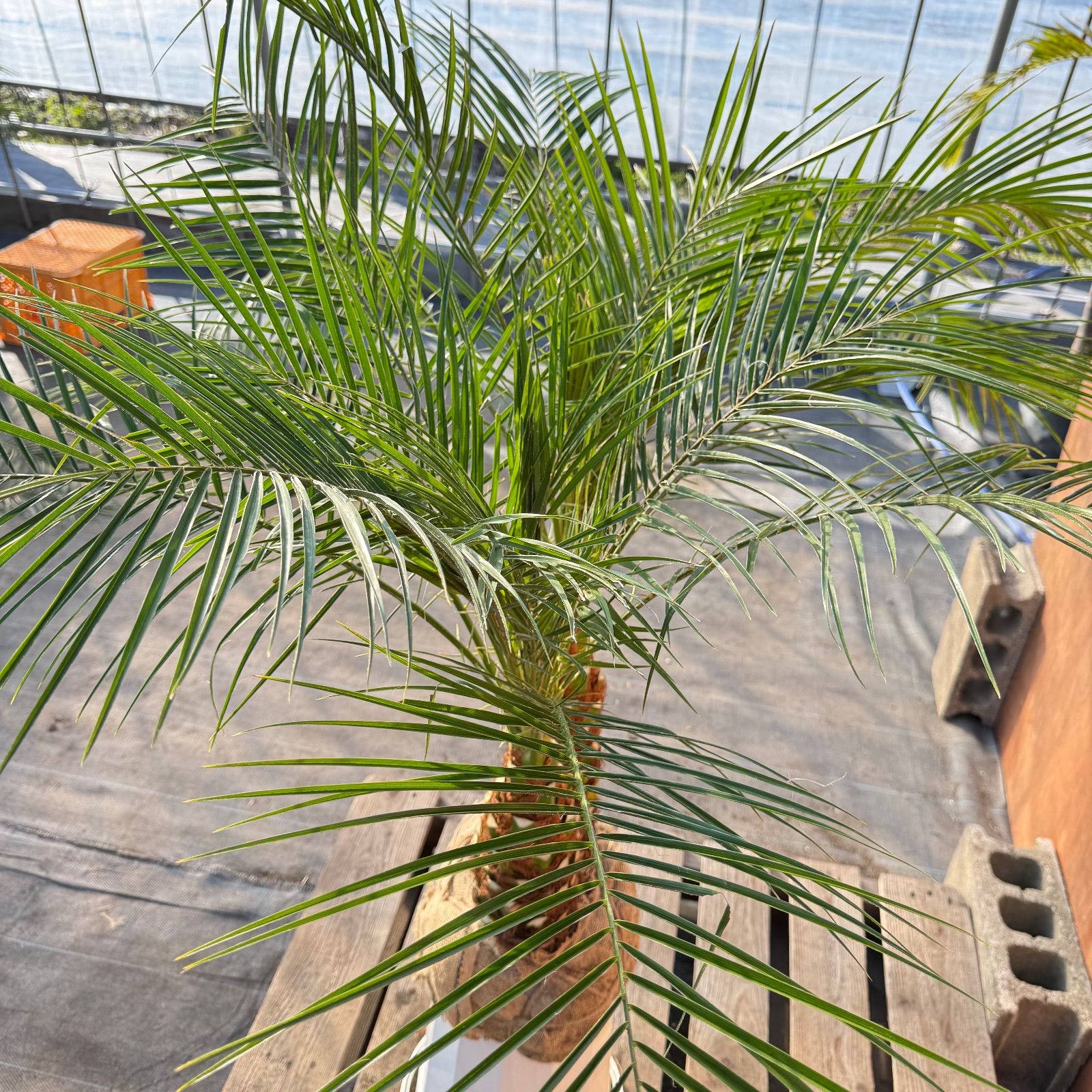 限定株】フェニックス・ロベレニー🌴 2本立ち 希少な極太幹✨ 葉先約