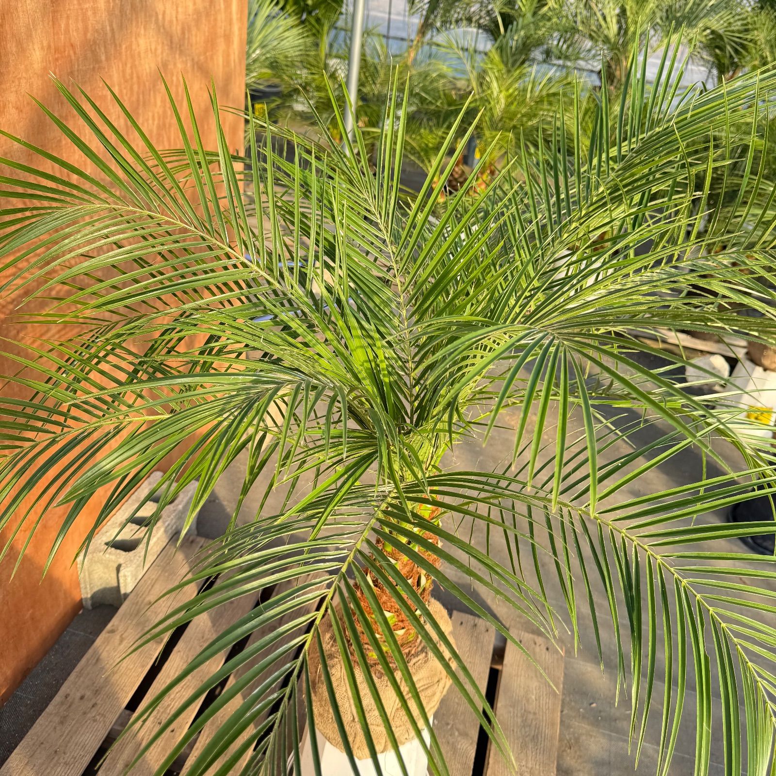 限定株】フェニックス・ロベレニー🌴 2本立ち 希少な極太幹✨ 葉先約