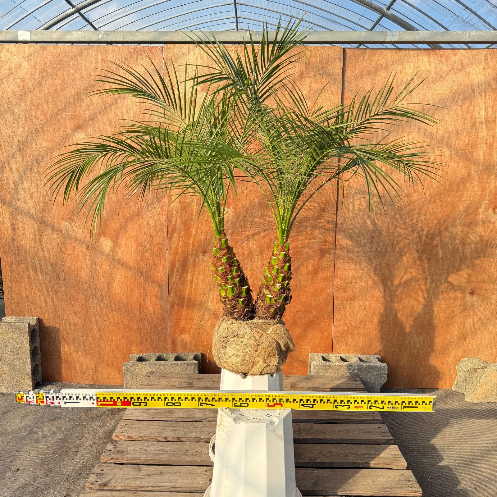 限定株】フェニックス・ロベレニー🌴 2本立ち 希少な極太幹✨ 葉先約