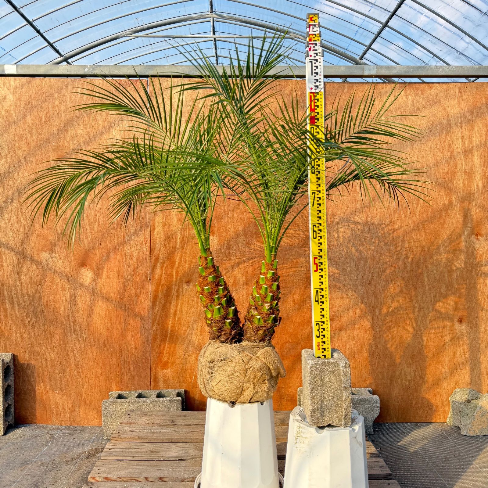 限定株】フェニックス・ロベレニー🌴 2本立ち 希少な極太幹✨ 葉先約