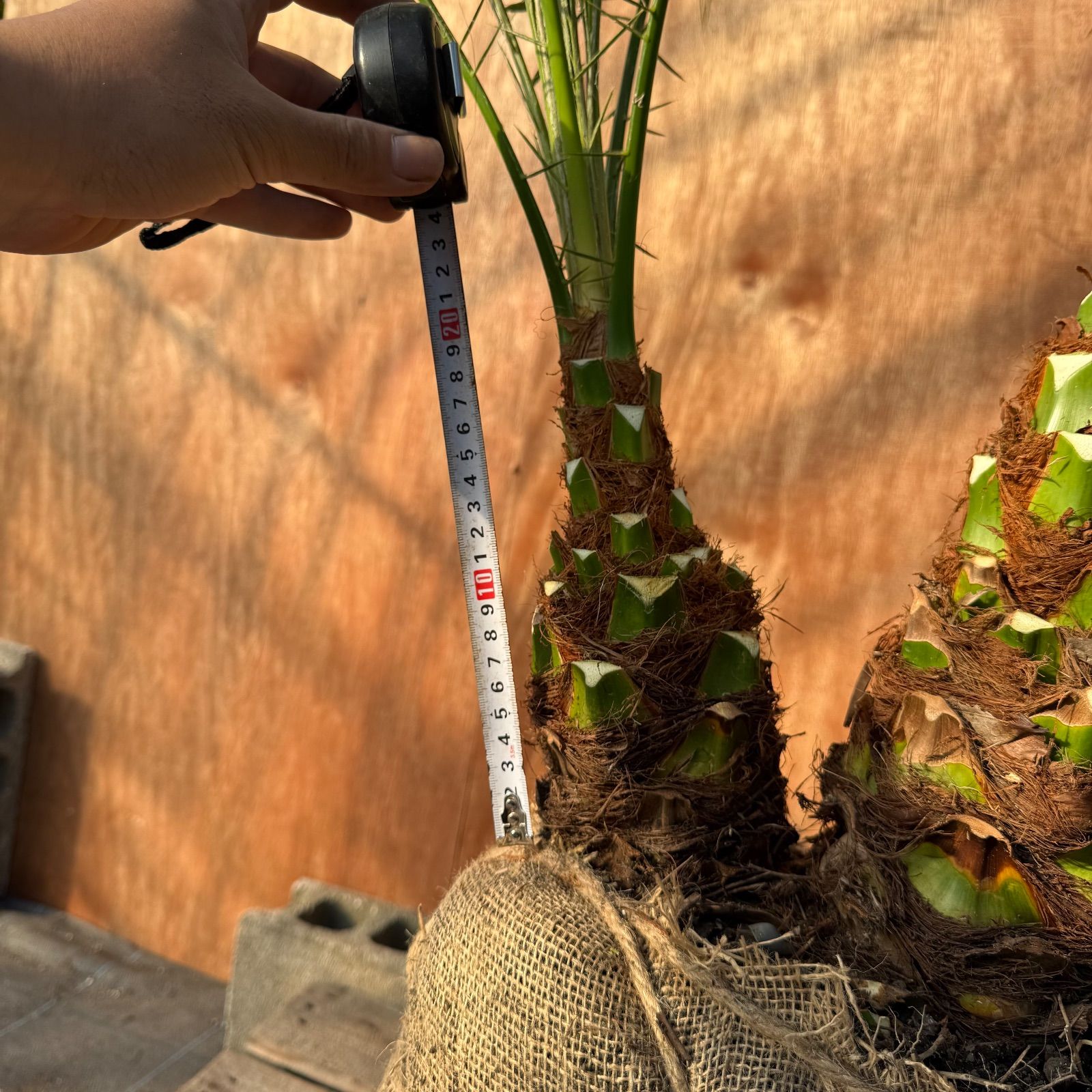 ヒ*ラ様 フェニックス・ロベレニー 2本立ち 葉先80cm 希少株 限定株】フェニックス・ロベレニー🌴 2本立ち 希少な極太幹✨ 葉先約