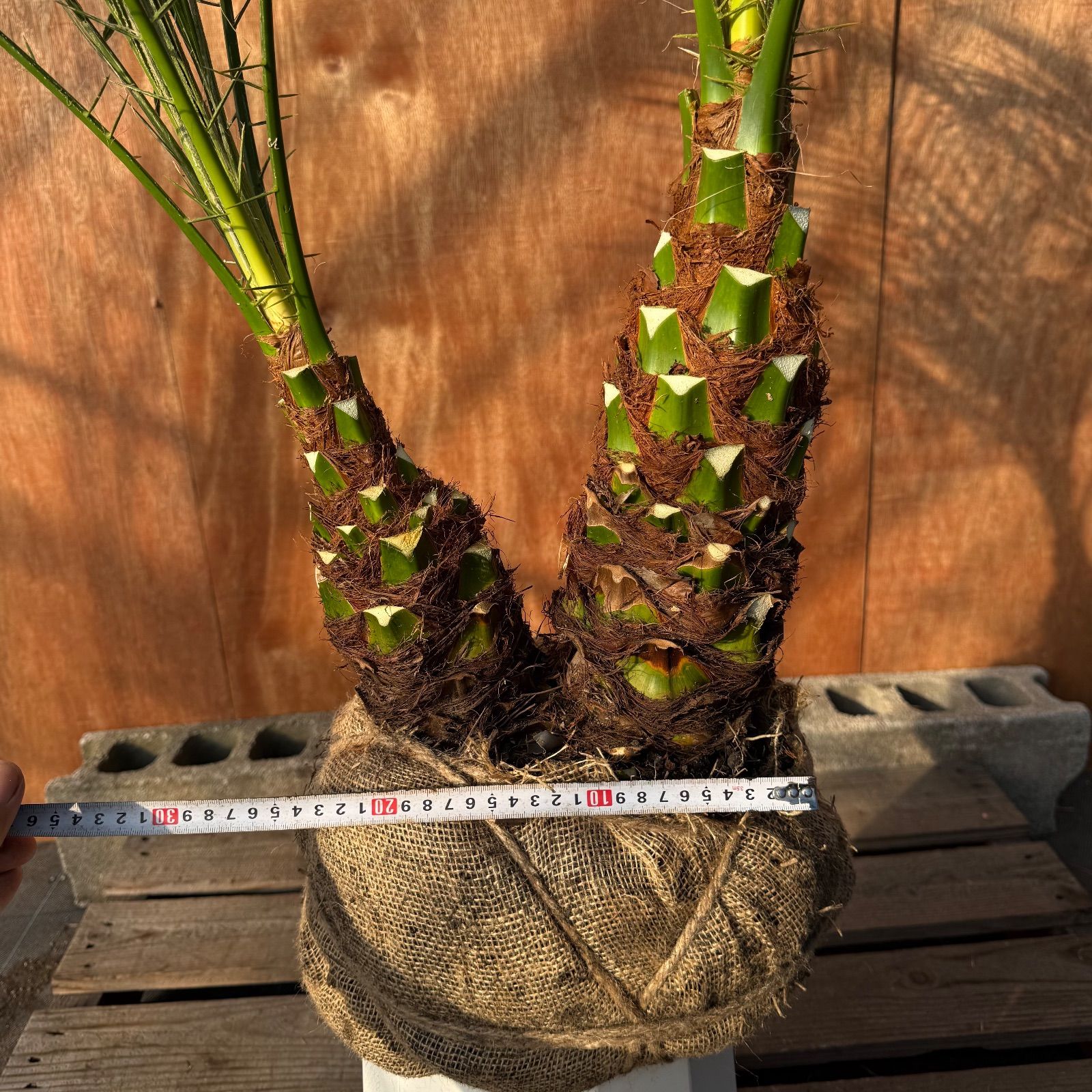 限定株】フェニックス・ロベレニー🌴 2本立ち 希少な極太幹✨ 葉先約