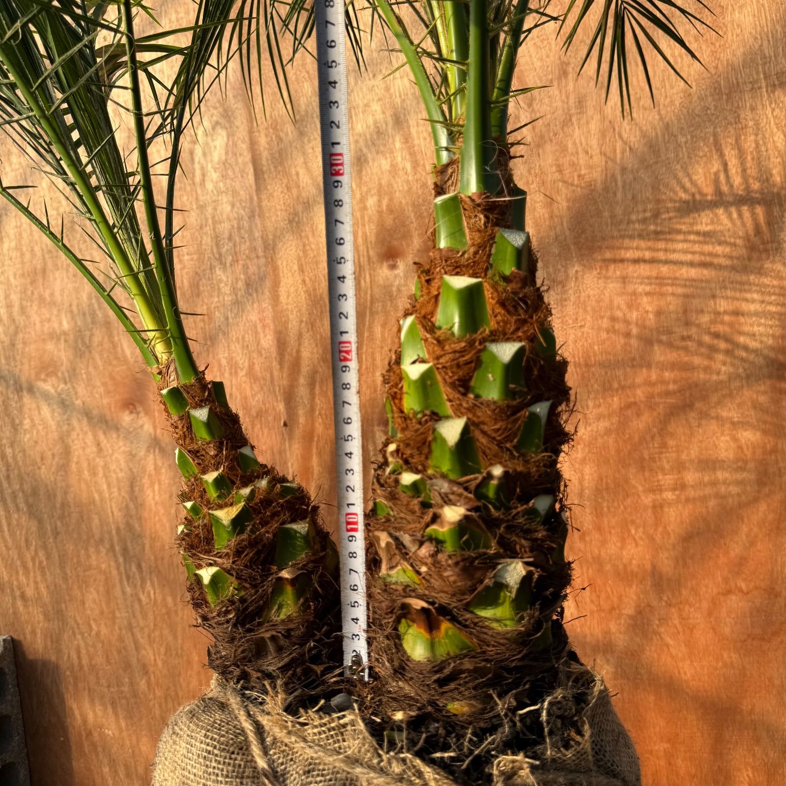 限定株】フェニックス・ロベレニー🌴 2本立ち 希少な極太幹✨ 葉先約