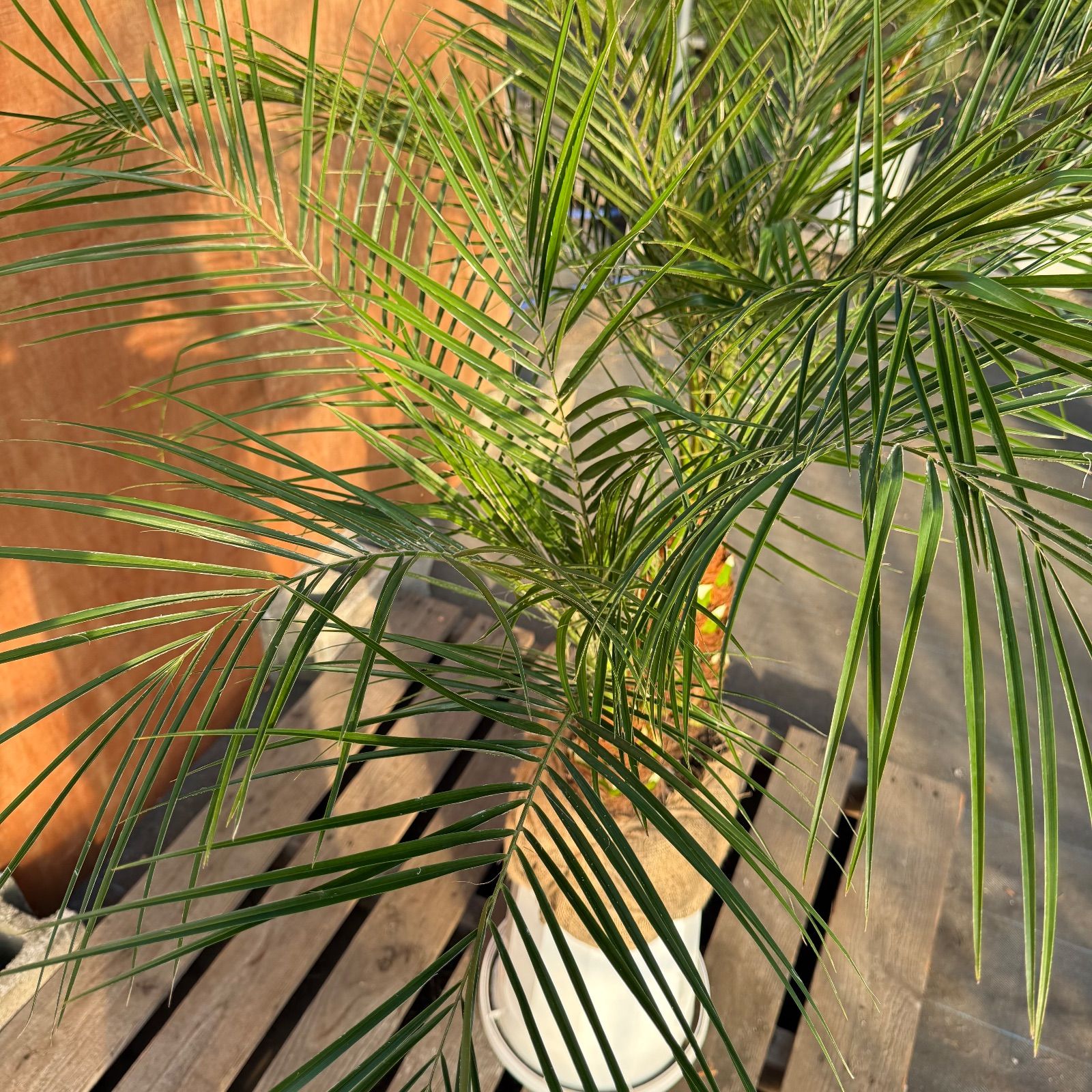 限定株】フェニックス・ロベレニー🌴 2本立ち 希少な極太幹✨ 葉先約