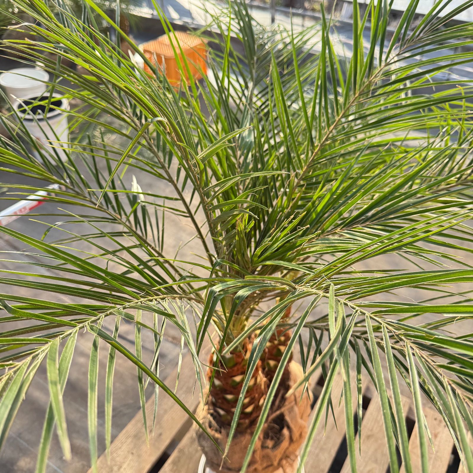 か*ず様 フェニックス・ロベレニー 2本立ち 葉先110cm 希少株 限定株】フェニックス・ロベレニー🌴 2本立ち 希少な極太幹✨ 葉先約