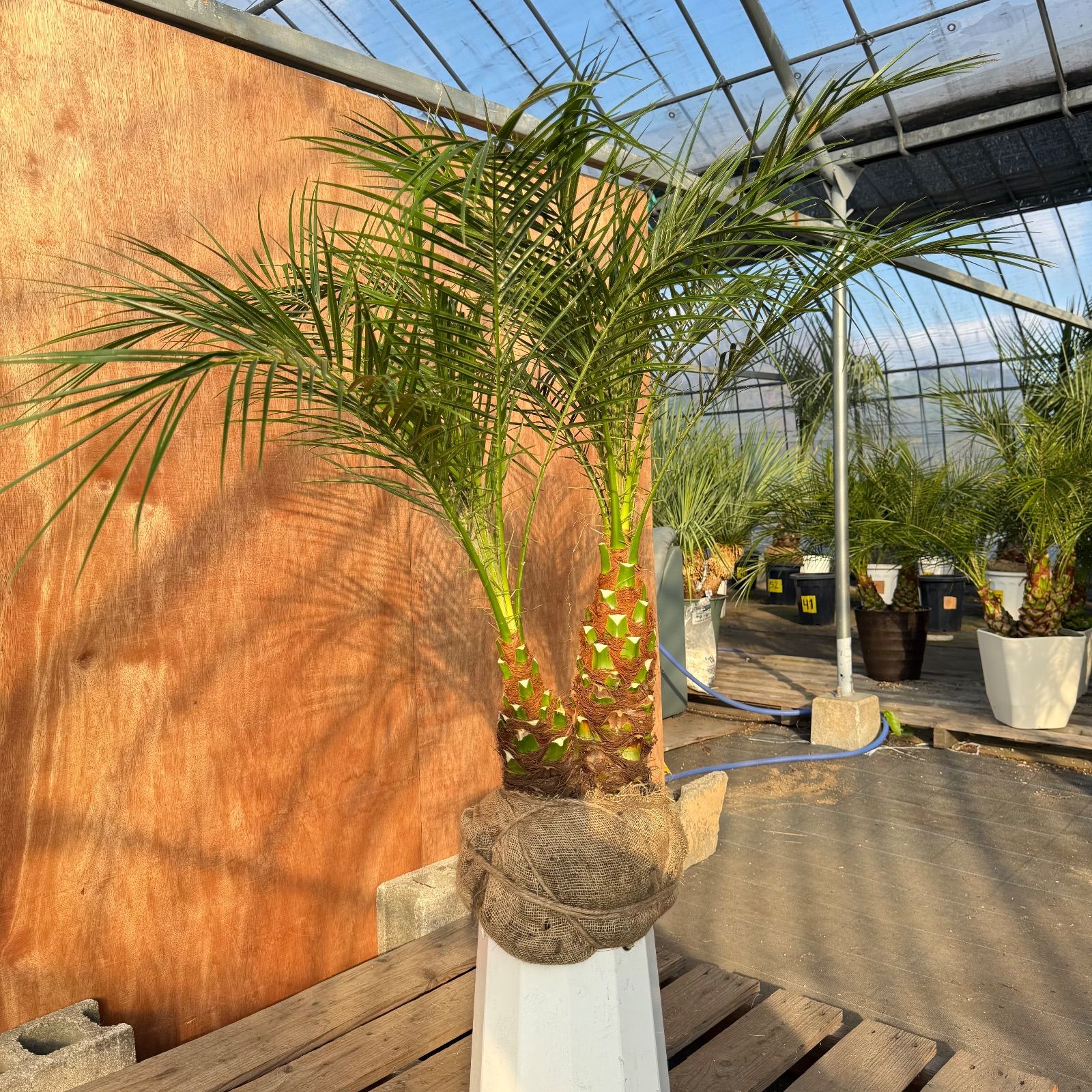 限定株】フェニックス・ロベレニー🌴 2本立ち 希少な極太幹✨ 葉先約