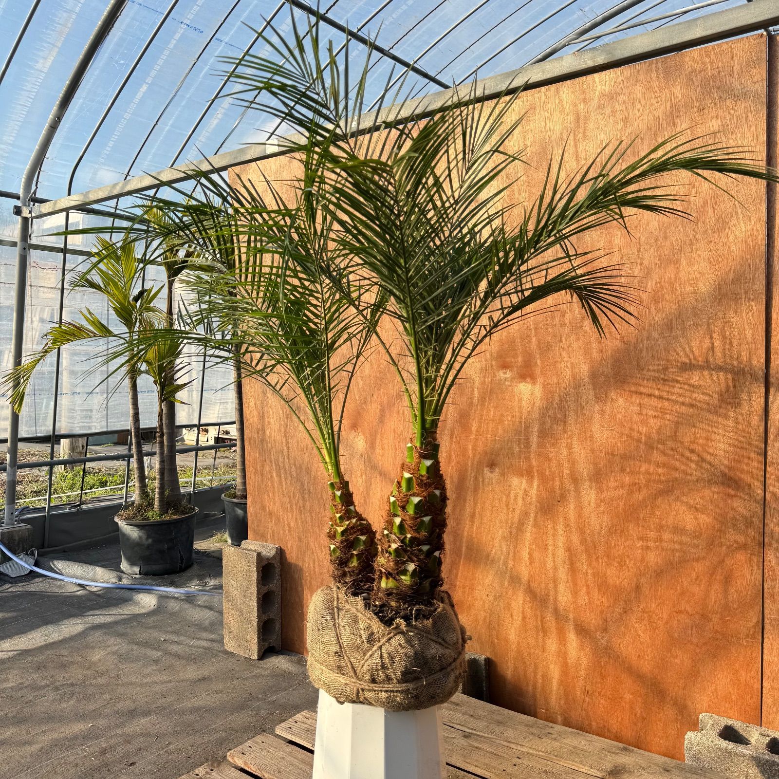 限定株】フェニックス・ロベレニー🌴 2本立ち 希少な極太幹✨ 葉先約