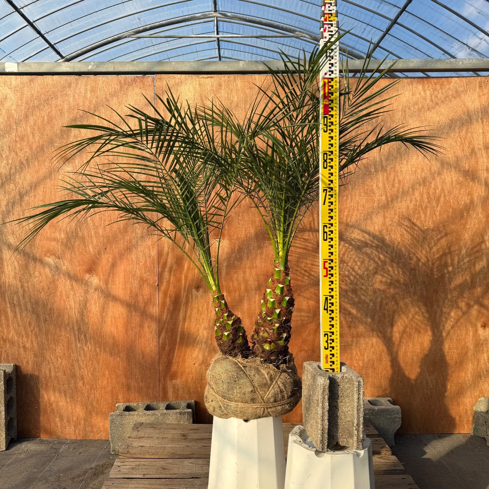 限定株】フェニックス・ロベレニー🌴 2本立ち 希少な極太幹✨ 葉先約