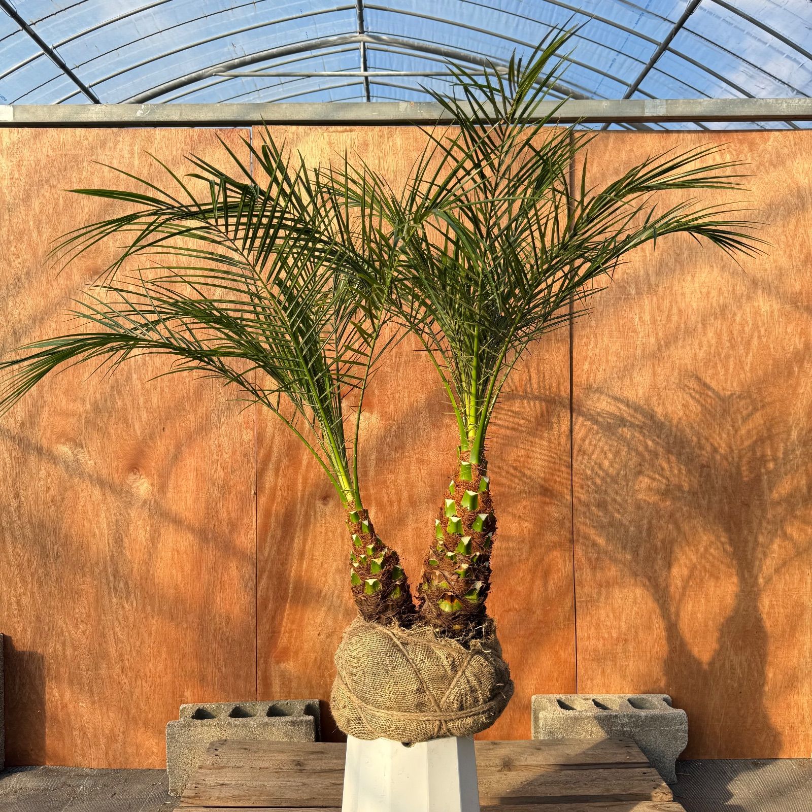 限定株】フェニックス・ロベレニー🌴 2本立ち 希少な極太幹✨ 葉先約