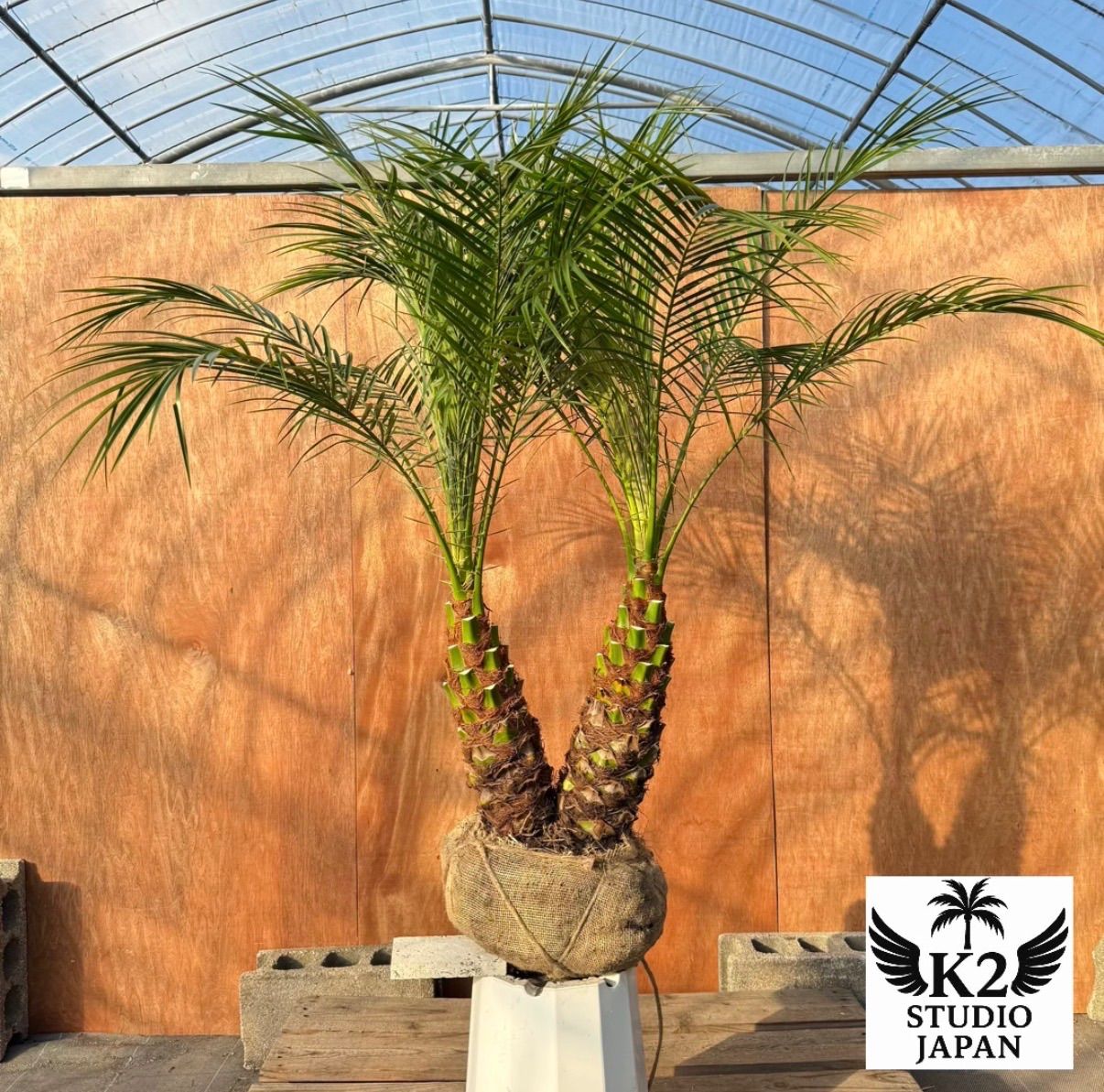 限定株】フェニックス・ロベレニー🌴 2本立ち 希少な極太幹✨ 葉先約