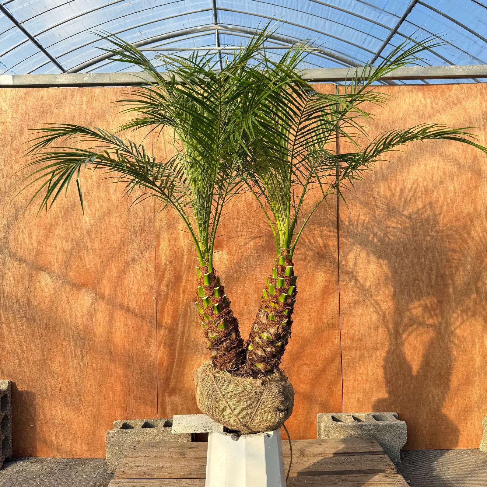 限定株】フェニックス・ロベレニー🌴 2本立ち 希少な極太幹✨ 葉先約