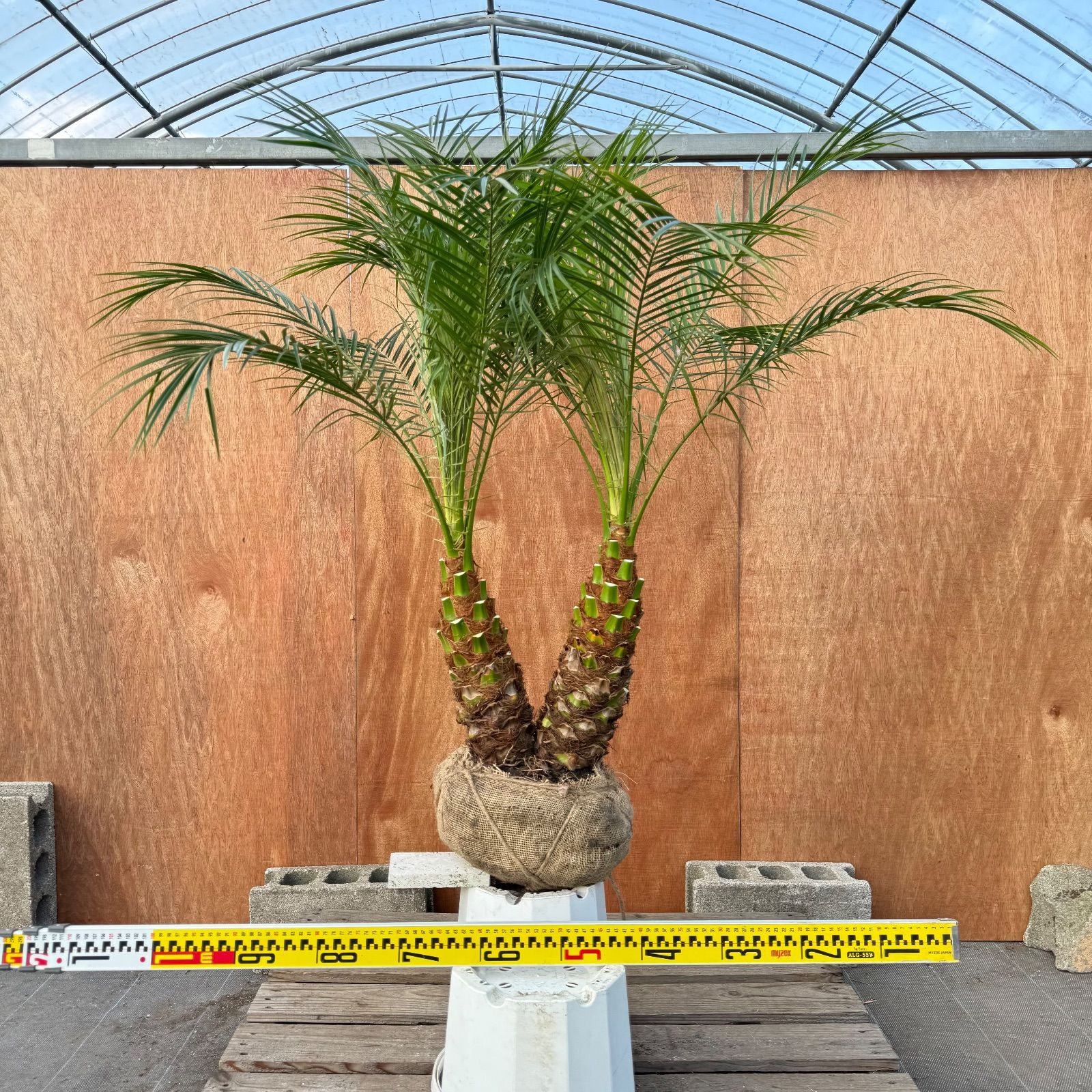 o*i様 【極太幹】フェニックス・ロベレニー 2本立ち 葉先70cm 希少株 限定株】フェニックス・ロベレニー🌴 2本立ち 希少な極太幹✨ 葉先約