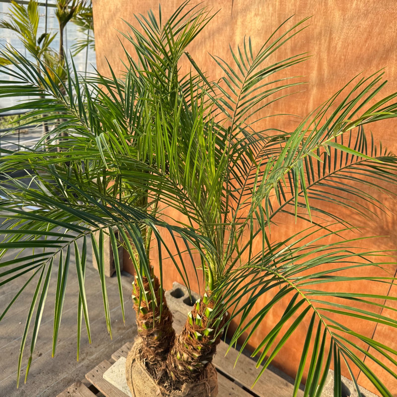 限定株】フェニックス・ロベレニー🌴 2本立ち 希少な極太幹✨ 葉先約