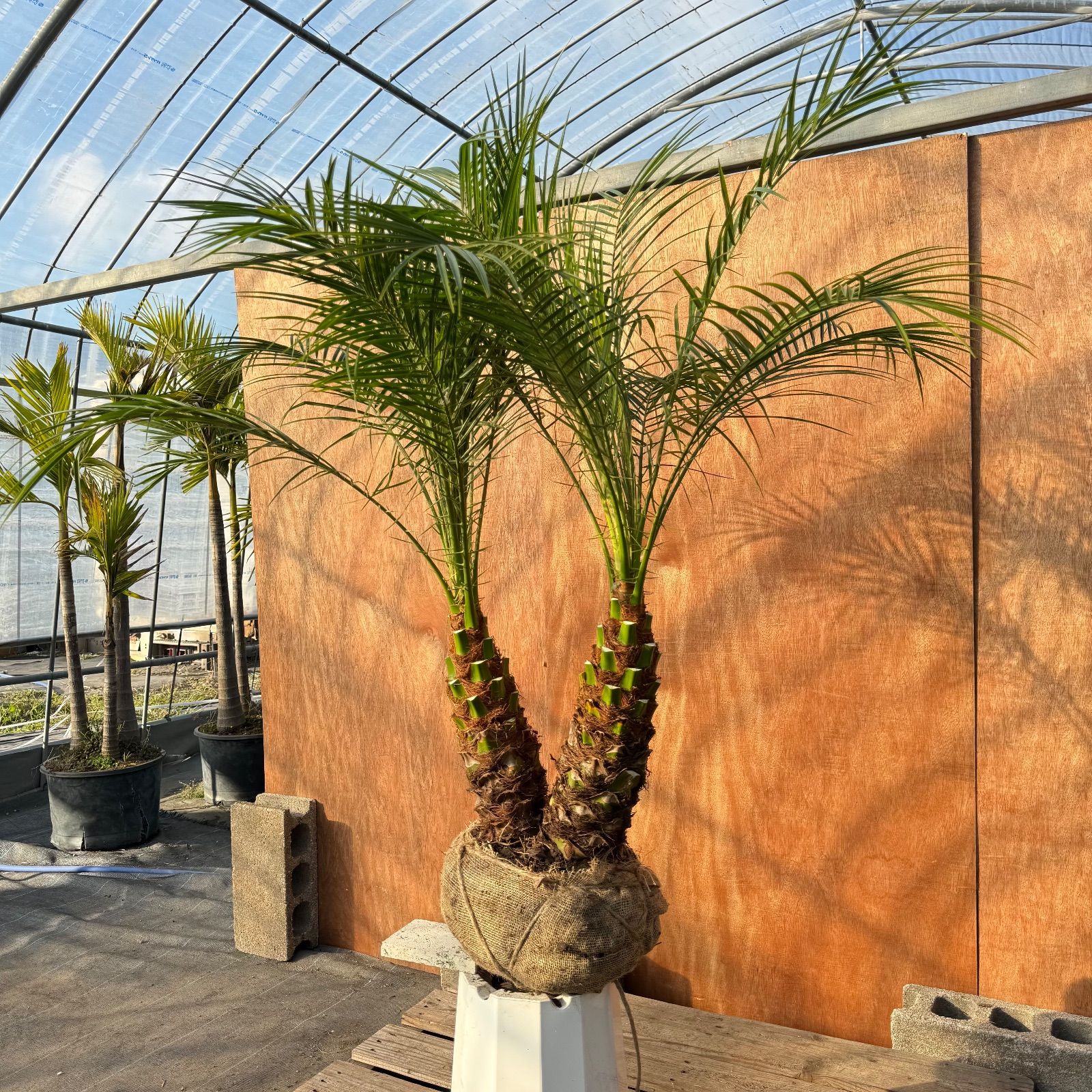 限定株】フェニックス・ロベレニー🌴 2本立ち 希少な極太幹✨ 葉先約