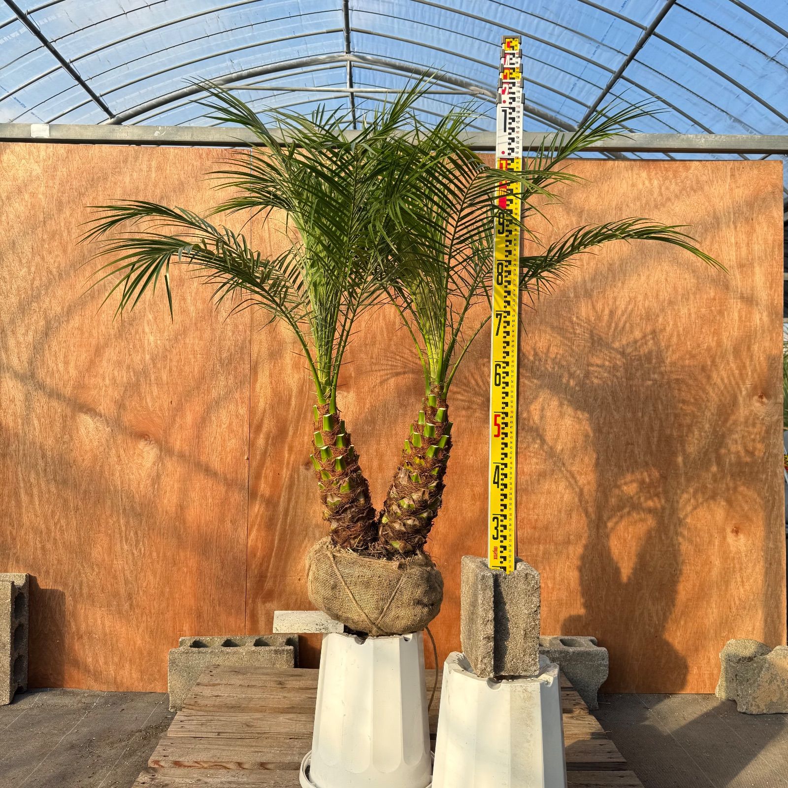 限定株】フェニックス・ロベレニー🌴 2本立ち 希少な極太幹✨ 葉先約