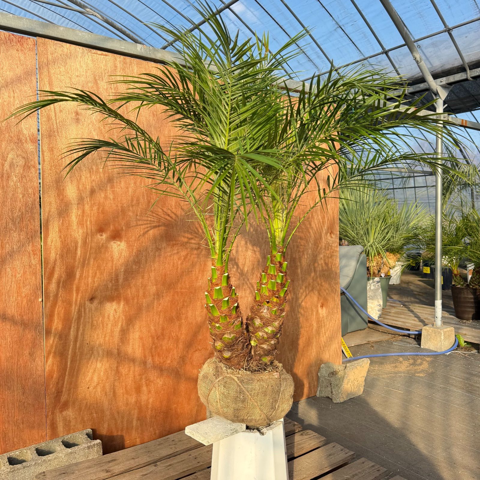 限定株】フェニックス・ロベレニー🌴 2本立ち 希少な極太幹✨ 葉先約