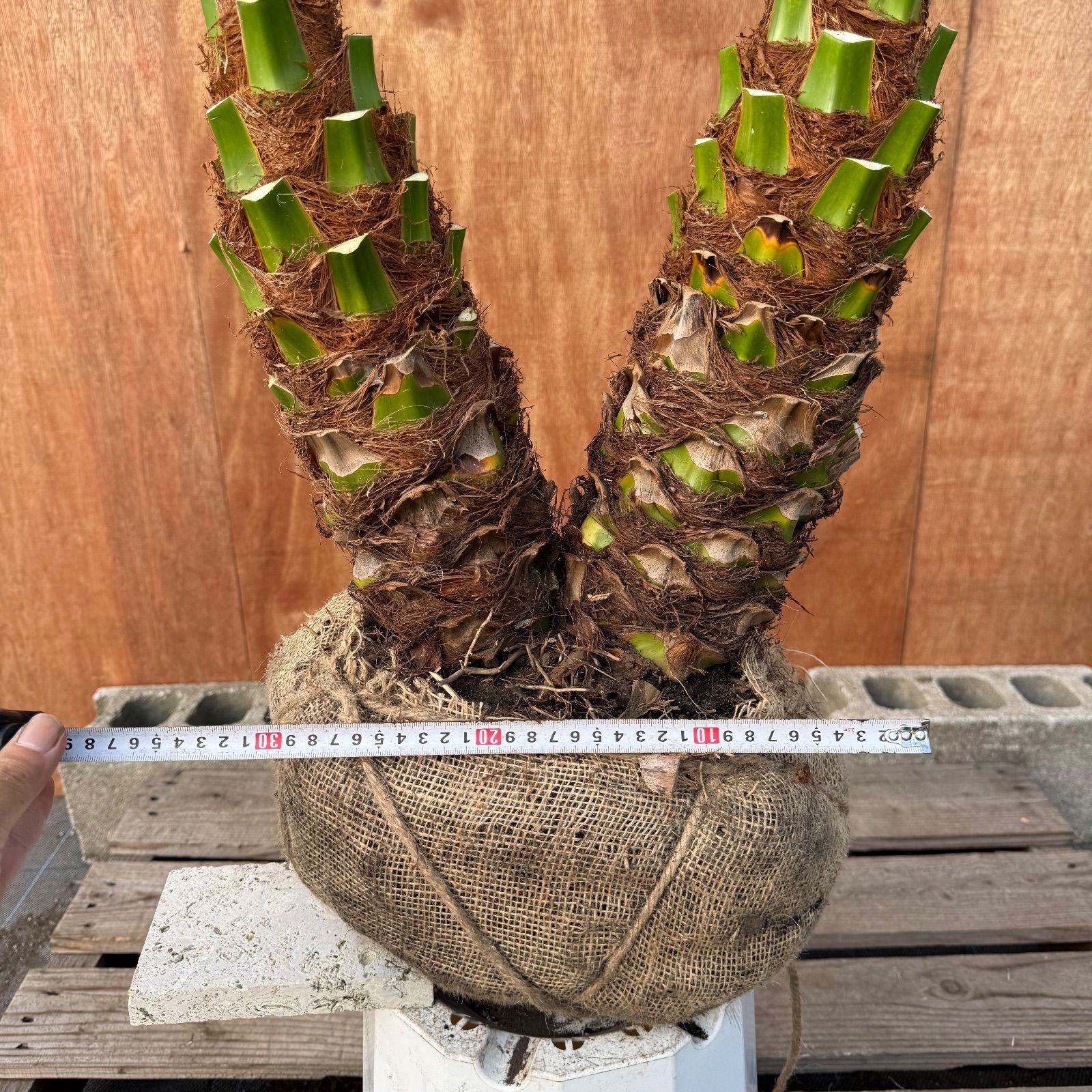 限定株】フェニックス・ロベレニー🌴 2本立ち 希少な極太幹✨ 葉先約