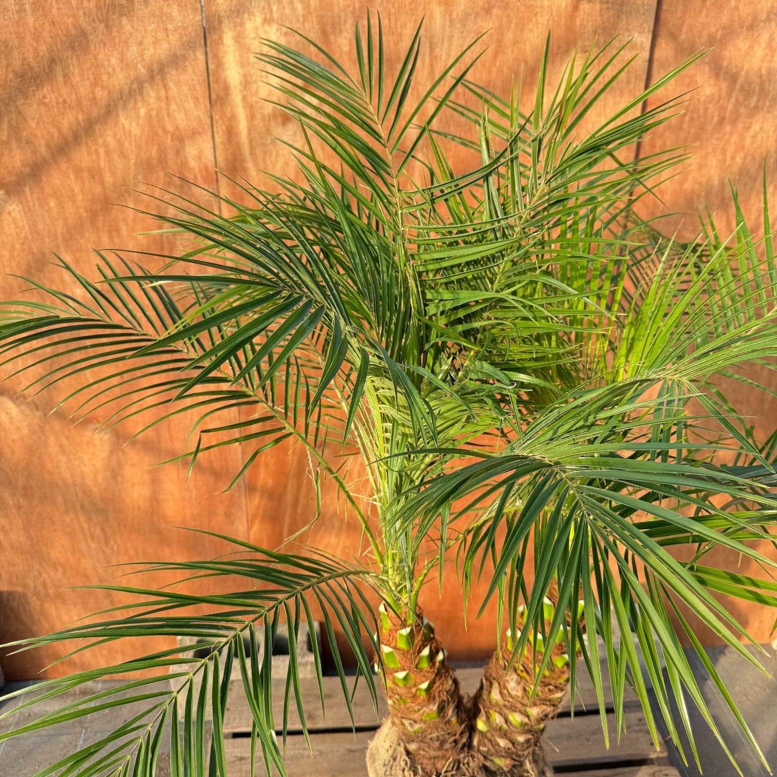 限定株】フェニックス・ロベレニー🌴 2本立ち 希少な極太幹✨ 葉先約