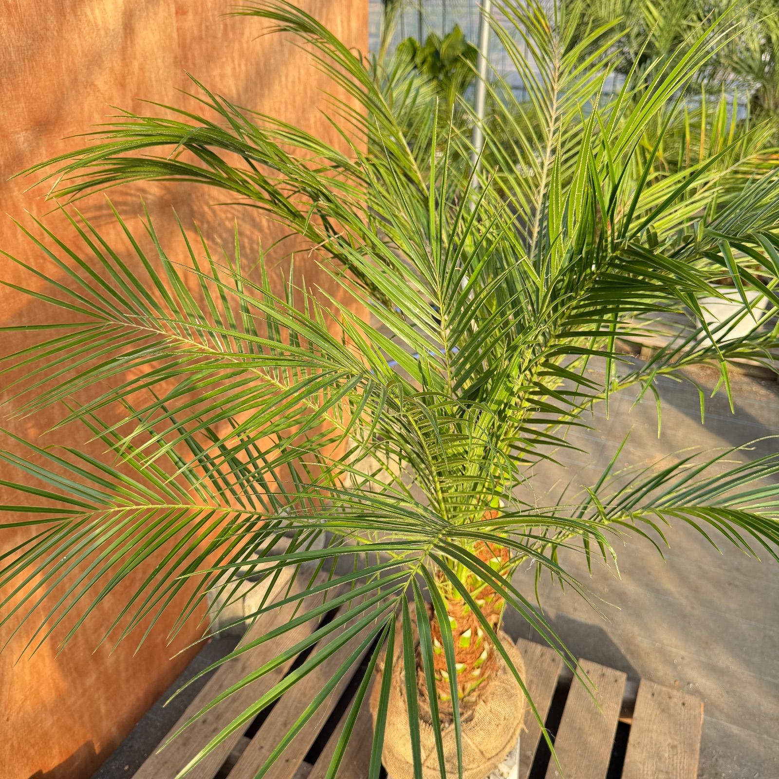 限定株】フェニックス・ロベレニー🌴 2本立ち 希少な極太幹✨ 葉先約