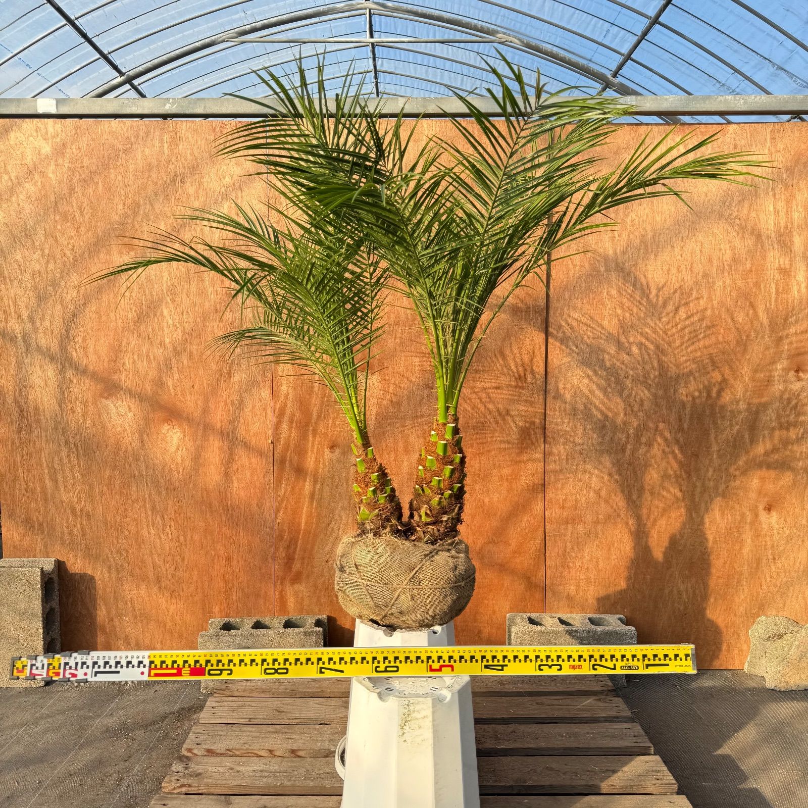 限定株】フェニックス・ロベレニー🌴 2本立ち 希少な極太幹✨ 葉先約