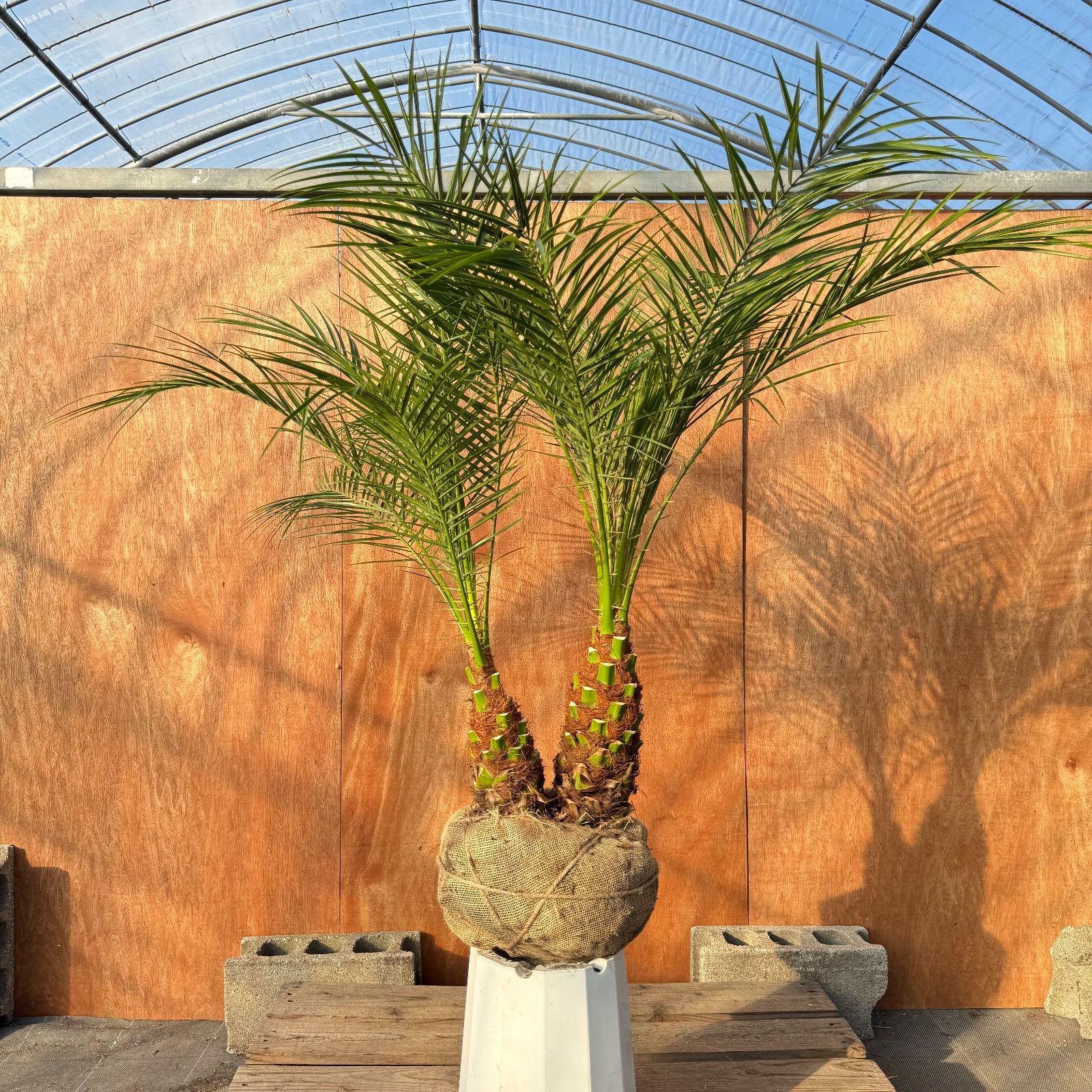 限定株】フェニックス・ロベレニー🌴 2本立ち 希少な極太幹✨ 葉先約