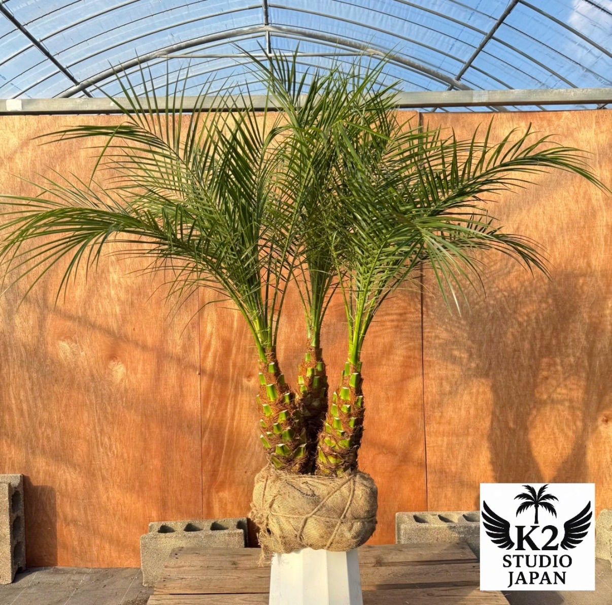 限定株】フェニックス・ロベレニー🌴 3本立ち 希少な極太幹✨ 葉先約