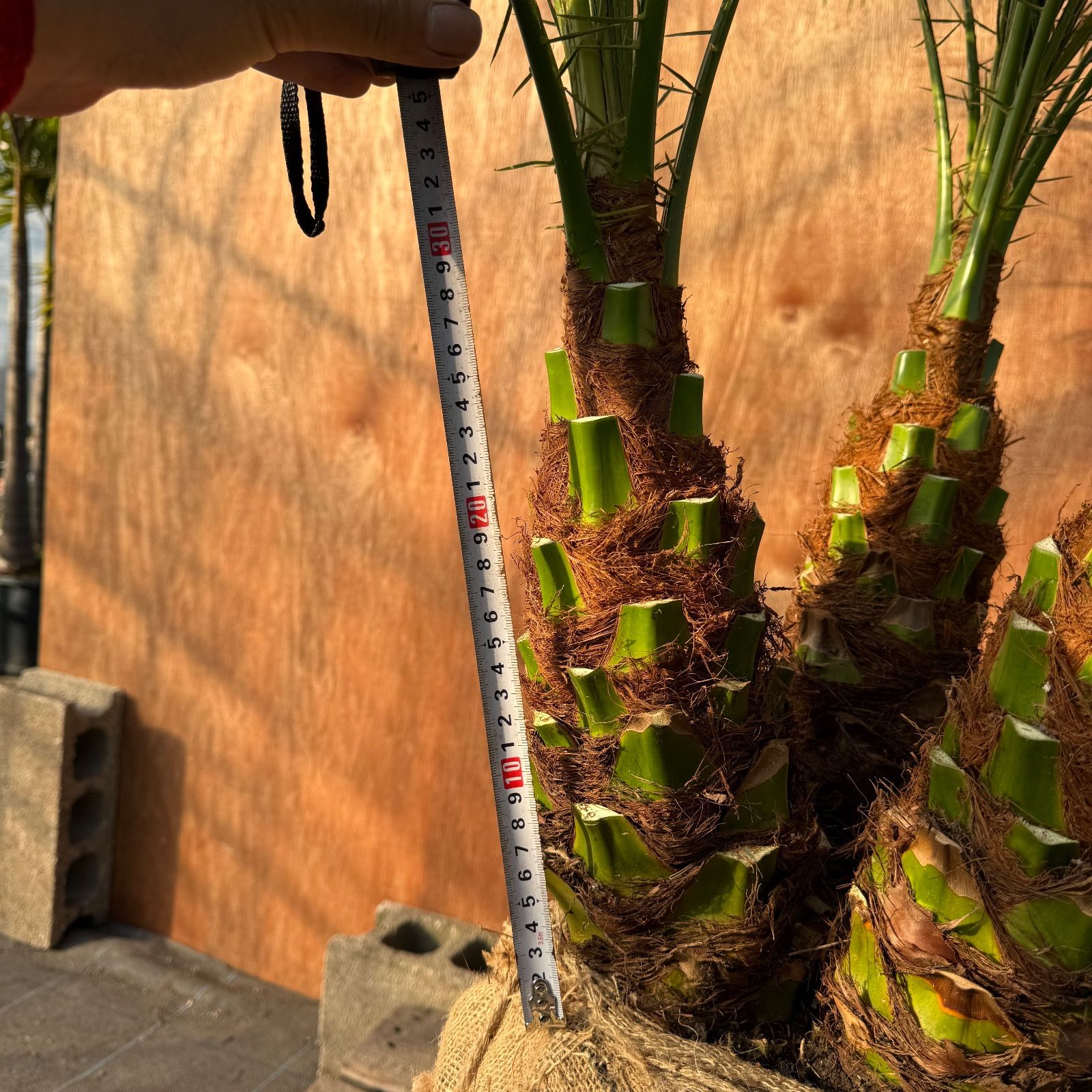 限定株】フェニックス・ロベレニー🌴 3本立ち 希少な極太幹✨ 葉先約