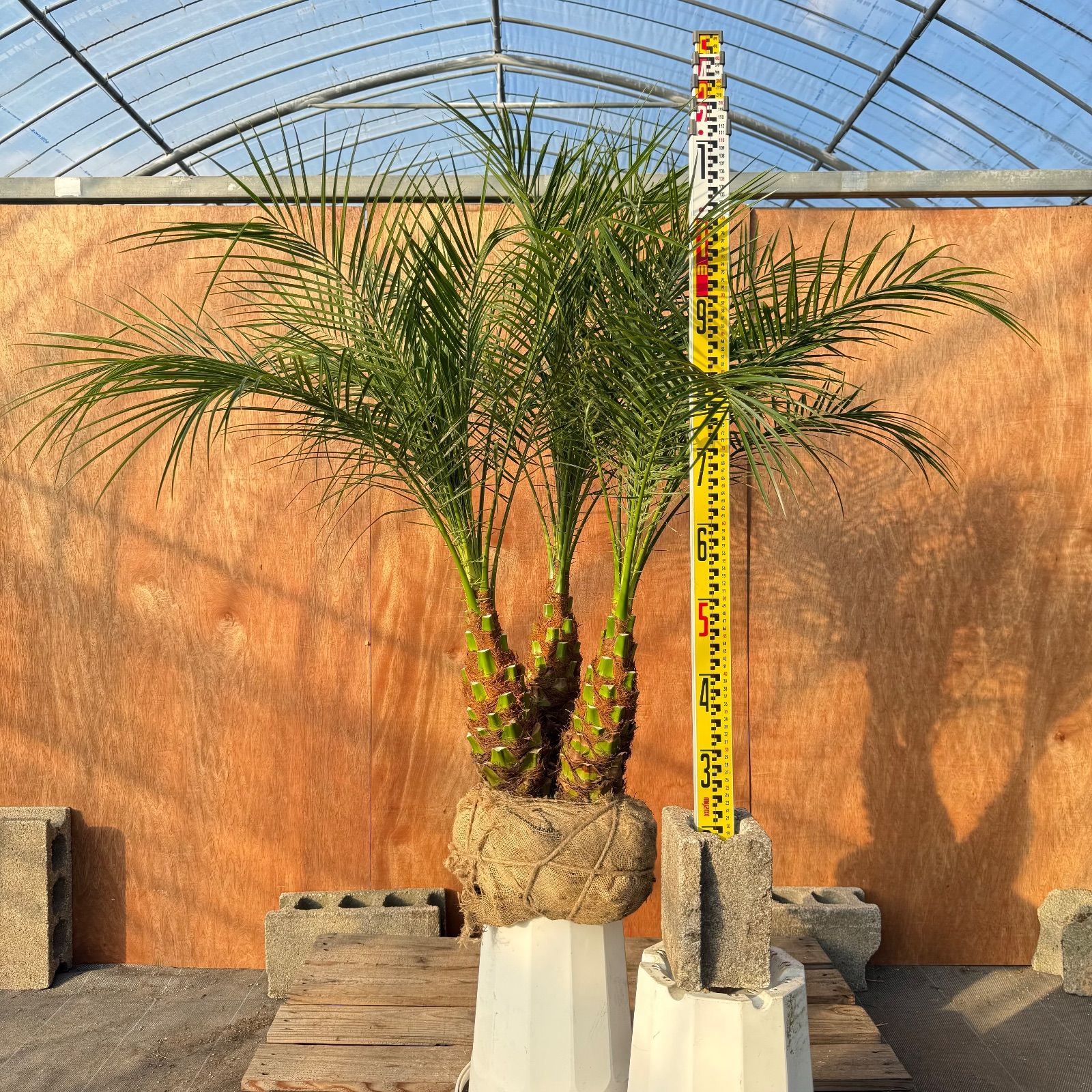 限定株】フェニックス・ロベレニー🌴 3本立ち 希少な極太幹✨ 葉先約