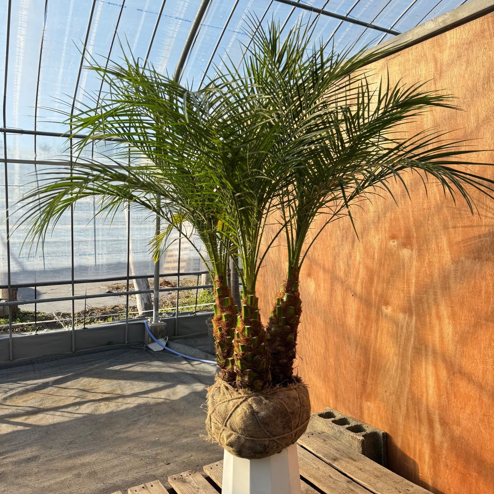 限定株】フェニックス・ロベレニー🌴 3本立ち 希少な極太幹✨ 葉先約