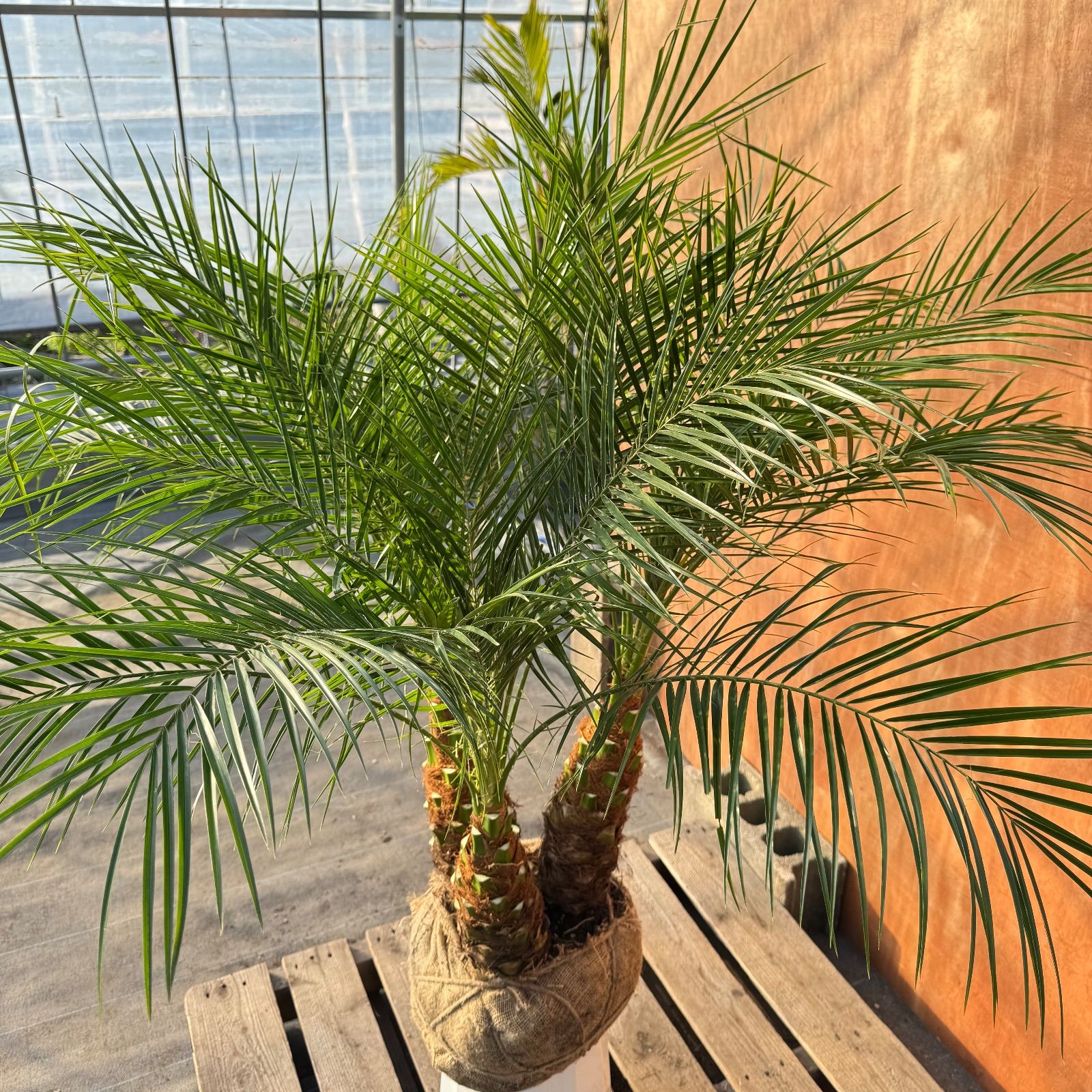 限定株】フェニックス・ロベレニー🌴 3本立ち 希少な極太幹✨ 葉先約