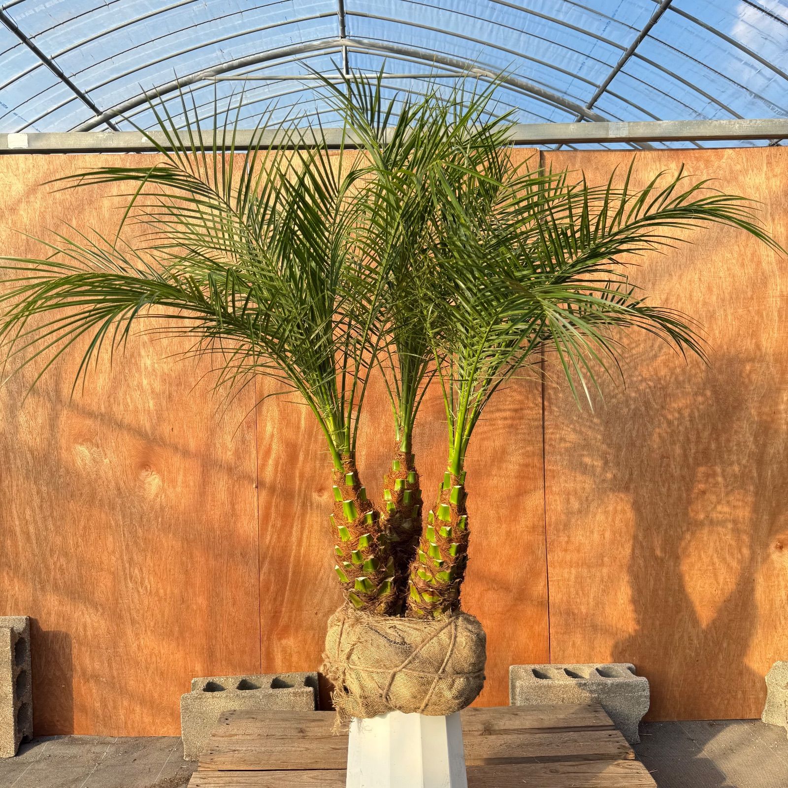 限定株】フェニックス・ロベレニー🌴 3本立ち 希少な極太幹✨ 葉先約