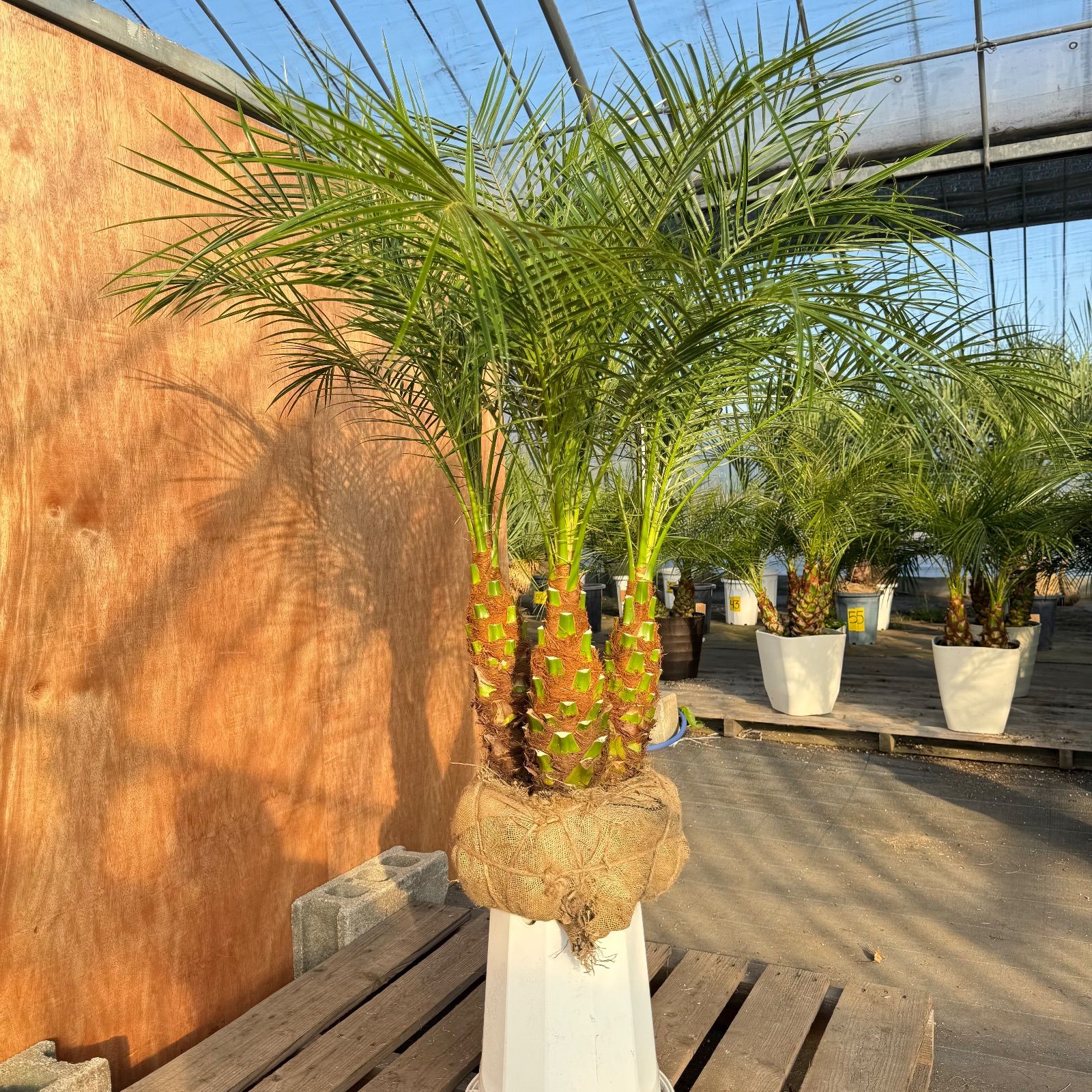 S*S様 フェニックス・ロベレニー 3本立ち 葉先100cm 希少株 限定株】フェニックス・ロベレニー🌴 3本立ち 希少な極太幹✨ 葉先約