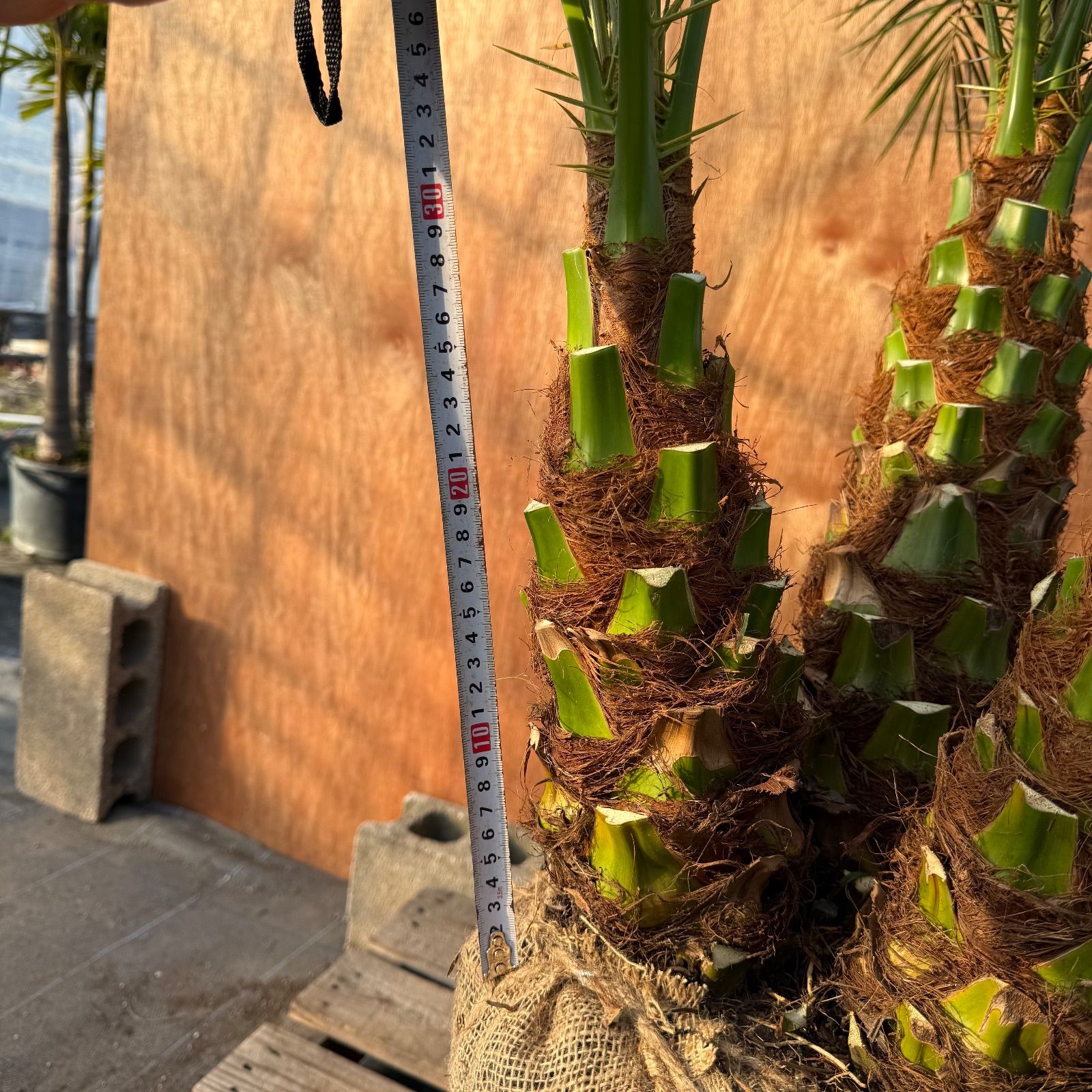 限定株】フェニックス・ロベレニー🌴 3本立ち 希少な極太幹✨ 葉先約