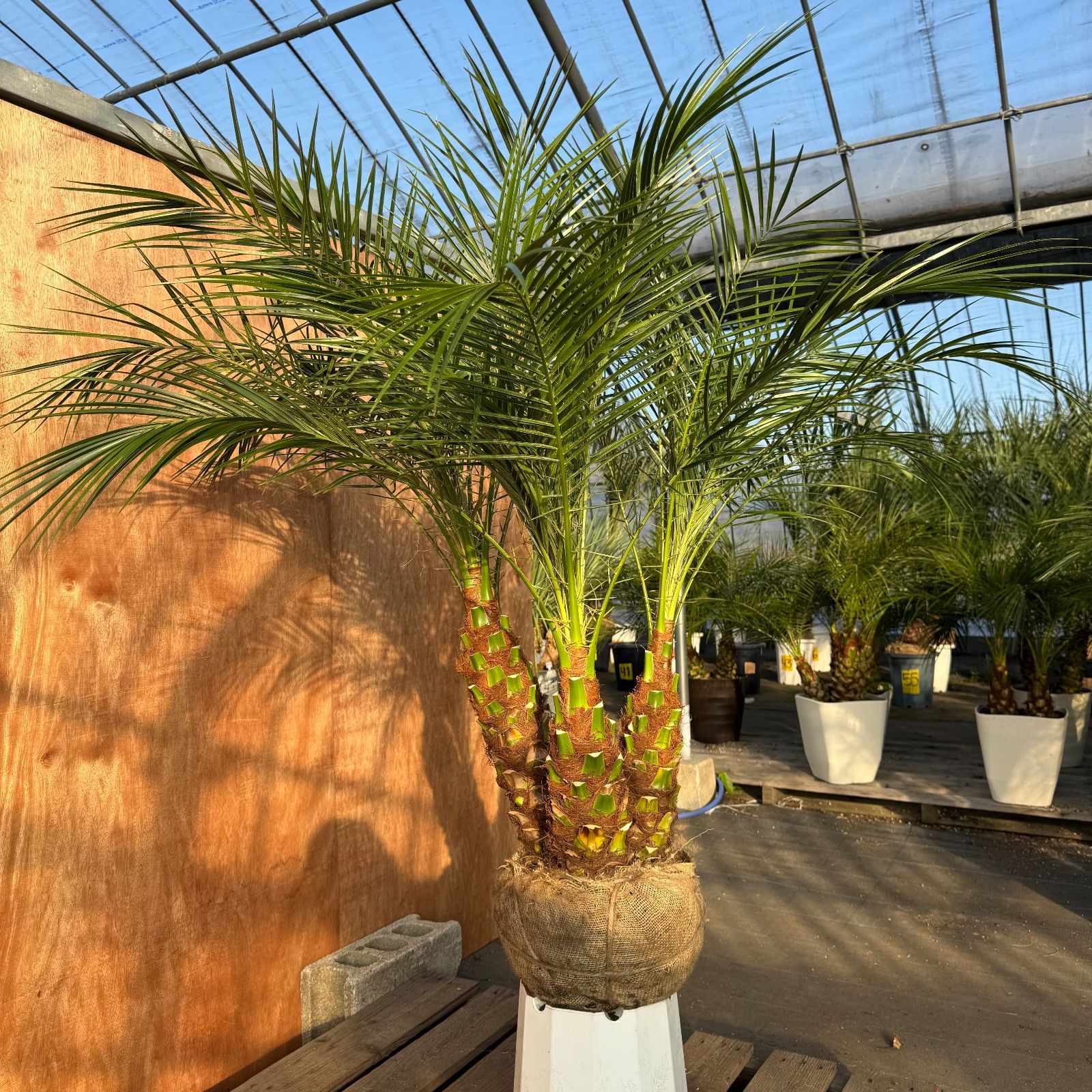 限定株】フェニックス・ロベレニー🌴 3本立ち 希少な極太幹✨ 葉先約